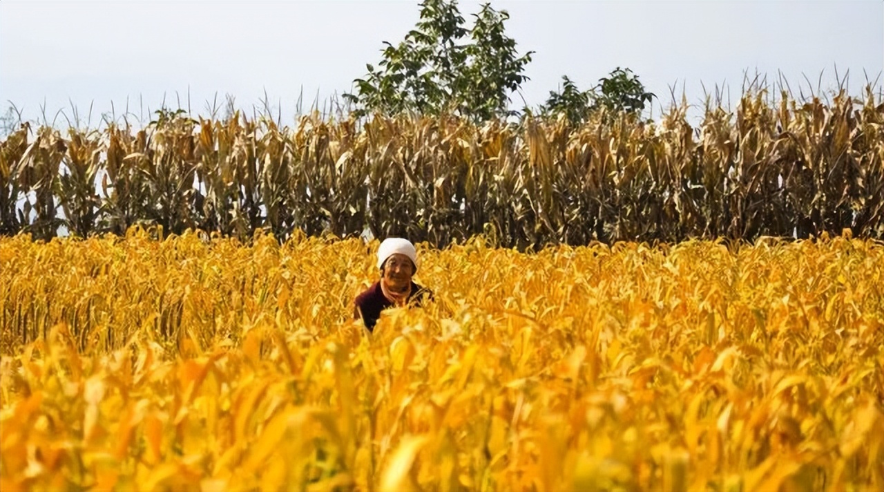 陕西凉皮制作工艺图片,陕西凉皮制作工艺谁知道