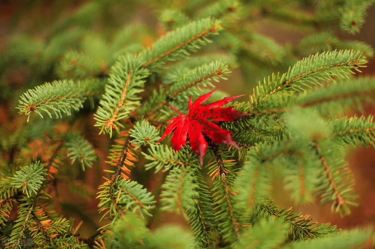关于新春或新年的五首经典诗词,辞旧迎新十首新春诗词送给你
