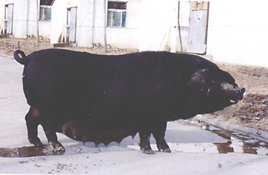 鲁莱黑猪江西销售,鲁莱黑猪的优缺点求回答