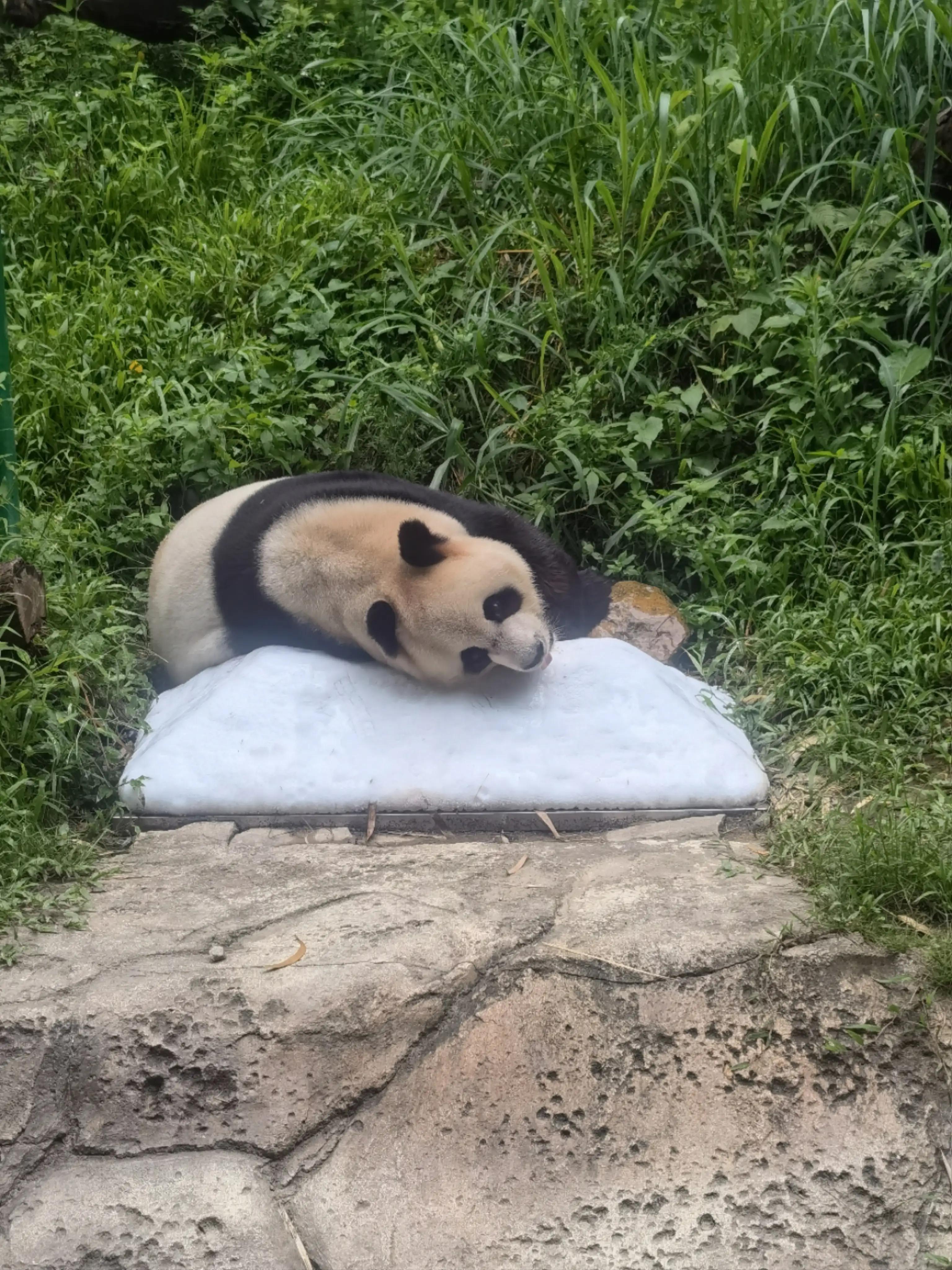 世界上唯一的夜间野生动物园,中国最好的北极熊动物园