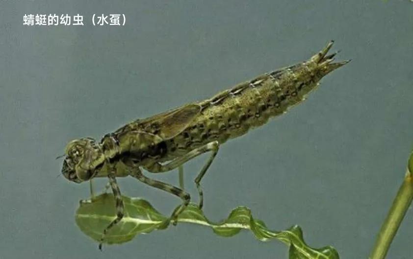 豆娘和蜻蜓是一个物种吗,蜻蜓和豆娘生长过程一样吗