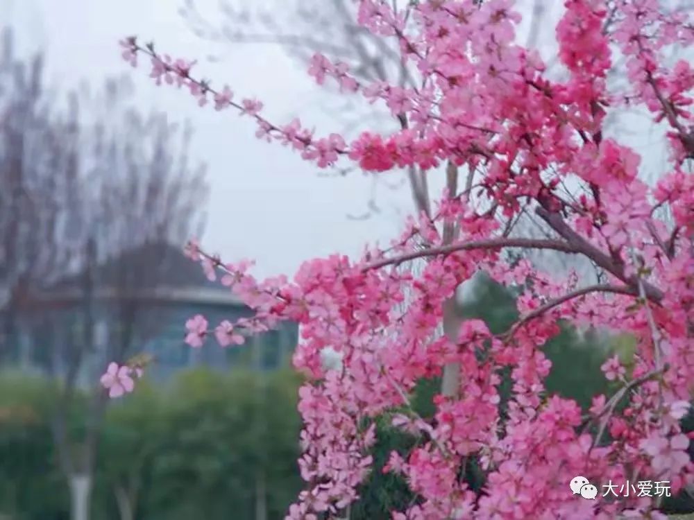 北京花海休闲公园,帝都游乐场