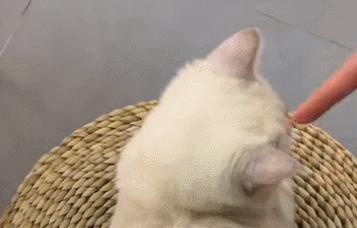 猫咪身上有个神奇的开关,猫咪身上的神秘开关