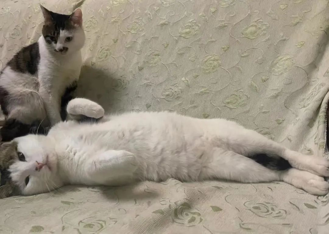 我家的老猫阅读答案,我家的猫咪成精了