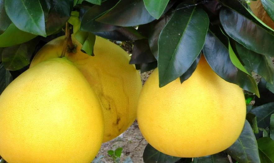 李惠堂中国足球史上的传奇球王,亚洲足球球王李惠堂简介