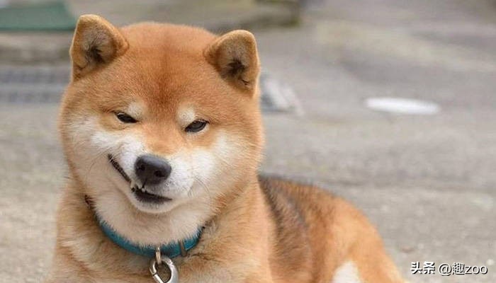 十大最听话的狗排名小型犬,十大最受欢迎的宠物狗种类排行榜