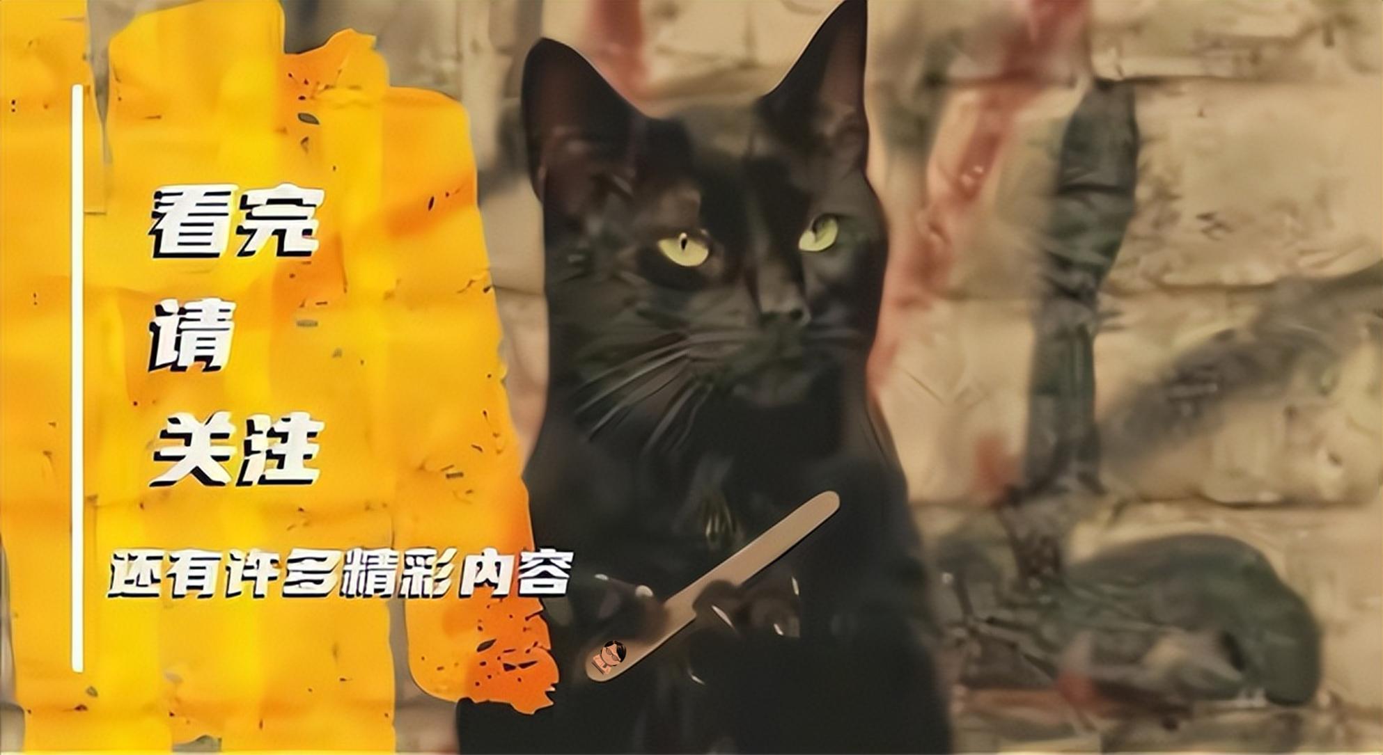 天下第七！研究人员发现全新的蜘蛛捕猎技巧