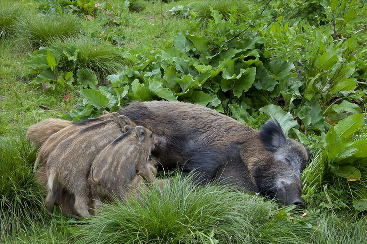 野猪怎么养殖视频播放,野猪的养殖技术方法有哪些