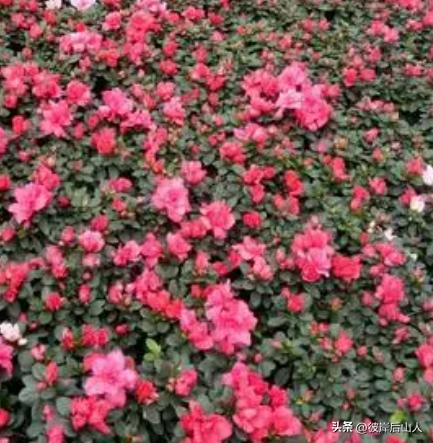 景观地被植物价格,地被植物优良品种