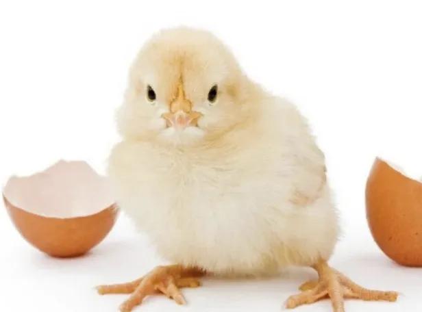 吃水解蛋黄粉多久能长高,蛋黄粉有增高的作用吗