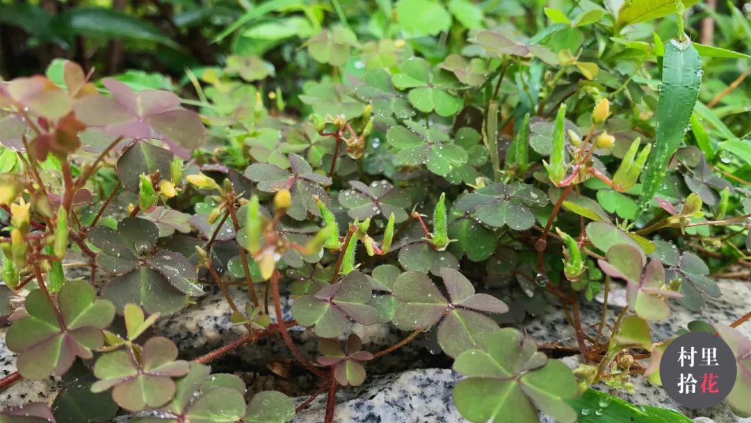 红花酢浆草简介,红花酢浆草喜欢酸性还是碱性土壤