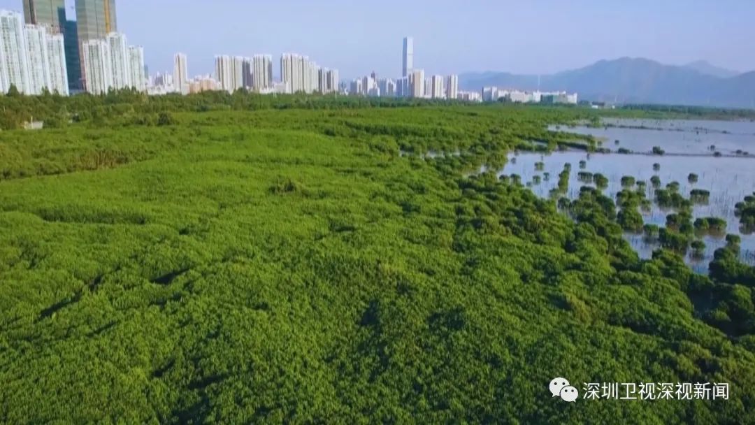 深圳加快全球标杆城市建设,深圳加快建设宜居韧性智慧城市