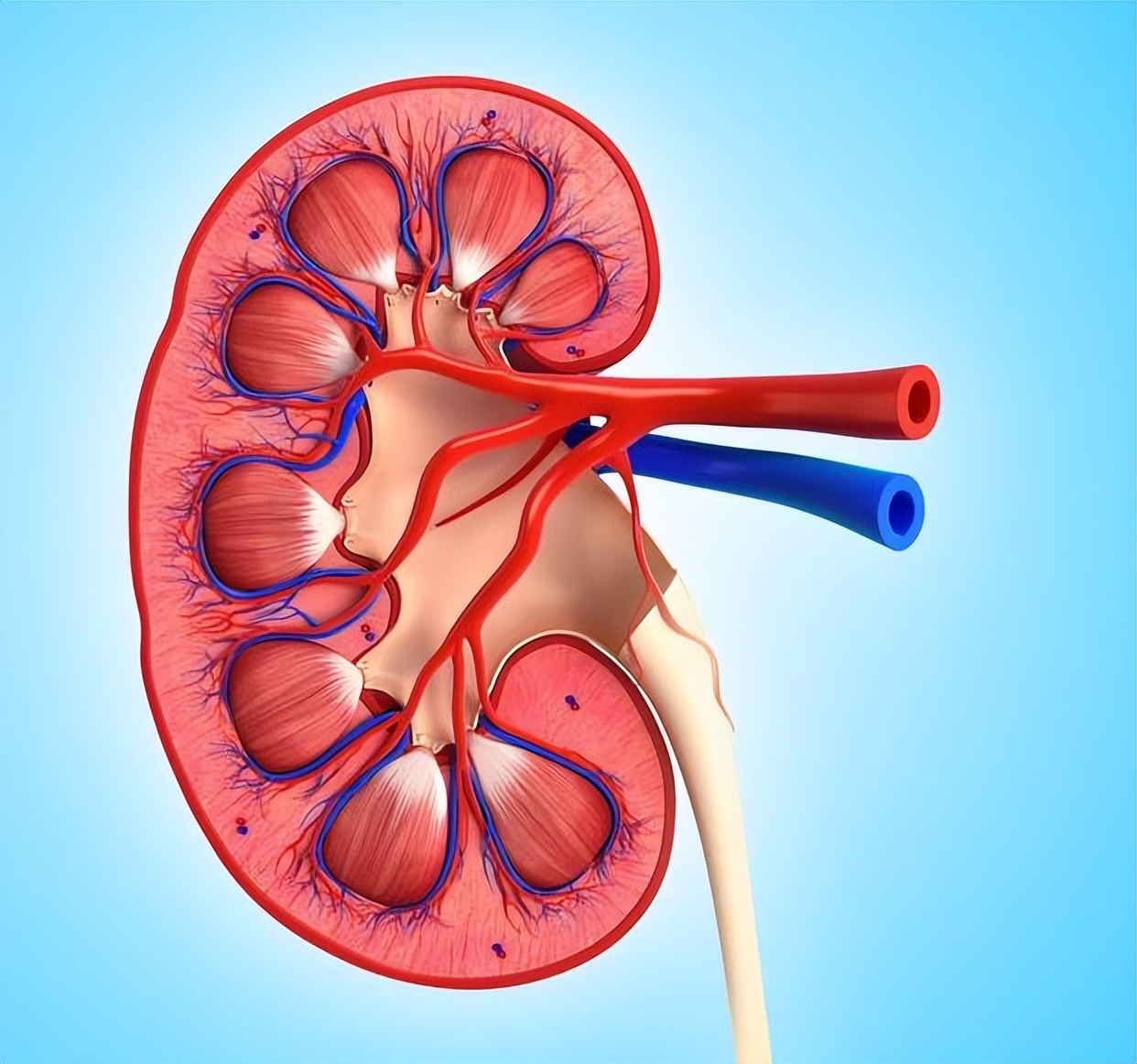 吃腰子羊鞭羊蛋这些真的会补肾吗,是吃腰子补肾好还是枸杞泡茶好点