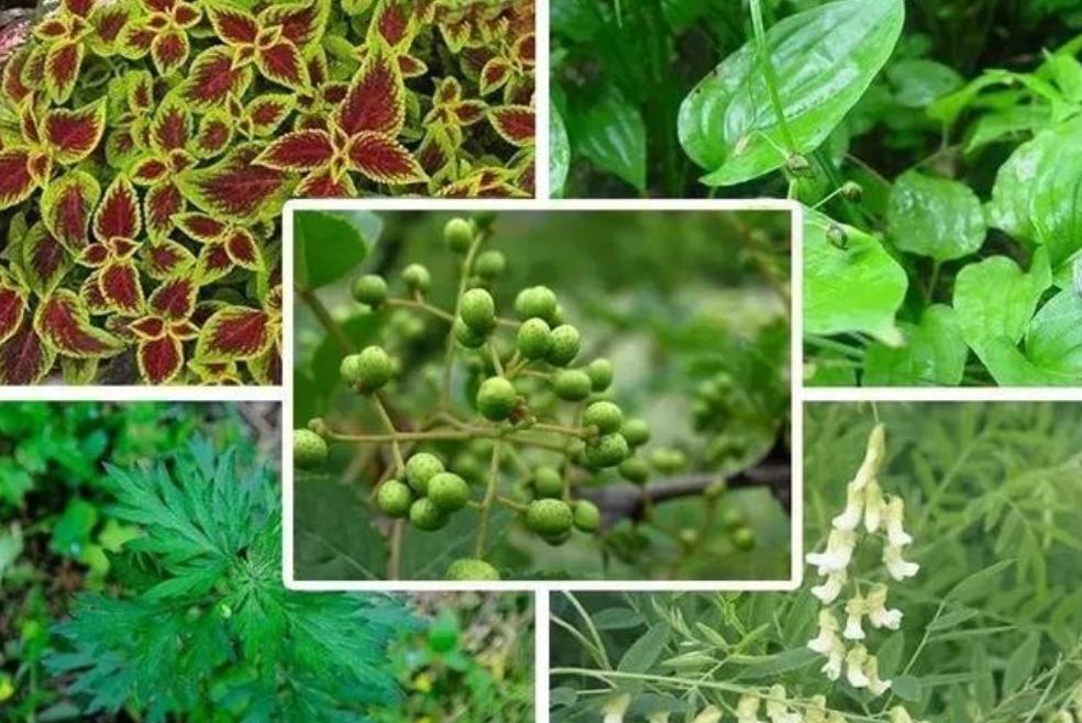 被子螨虫多身上痒怎么办,被子螨虫用什么洗最好