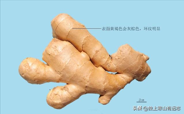 姜:隐藏在厨房里的“止呕圣药”,更能解毒、回阳、止血