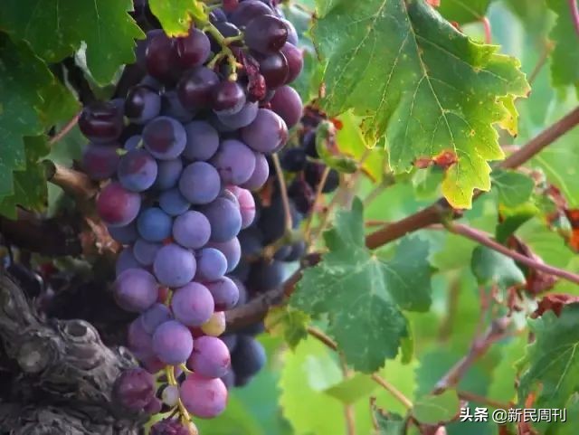 日本研发水果品种,日本培育水果品种