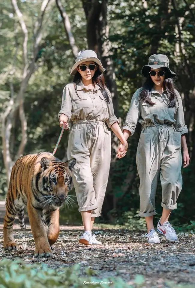 泰国曼谷旅游必去十大景区,泰国野生动物园亲子游