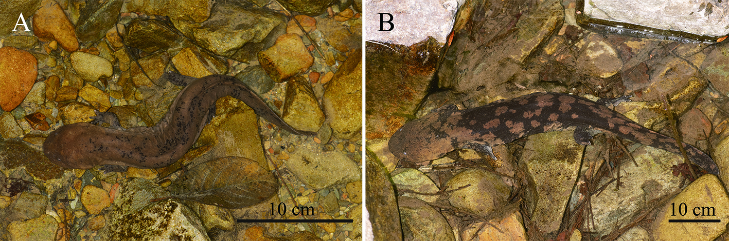 中国的娃娃鱼图片和特征,我国发现纯种野生娃娃鱼
