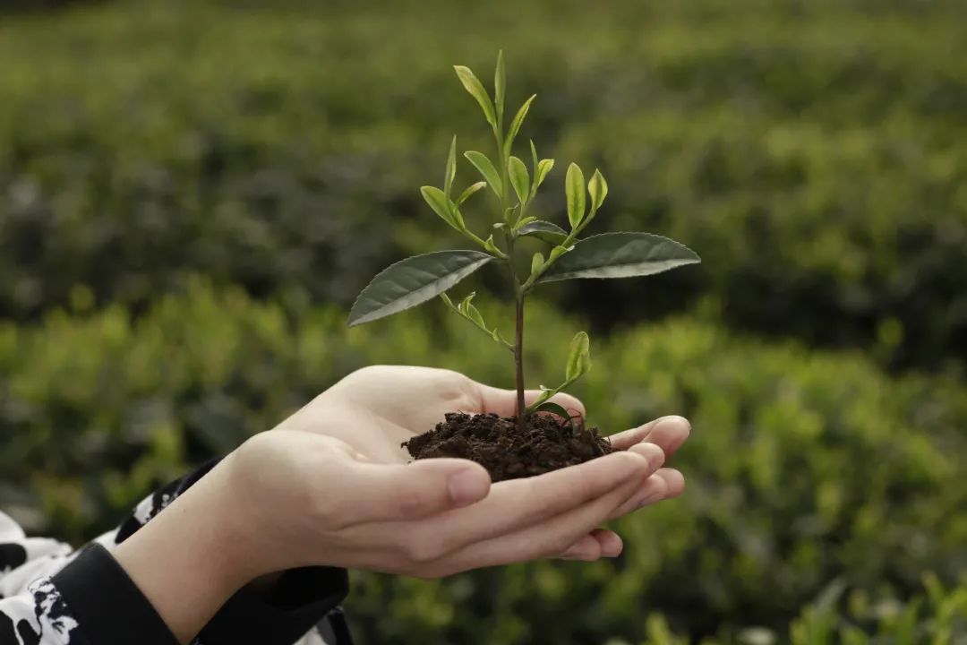 早一天是宝，晚一天是草，来自峨眉山的竹叶青因何更鲜爽？