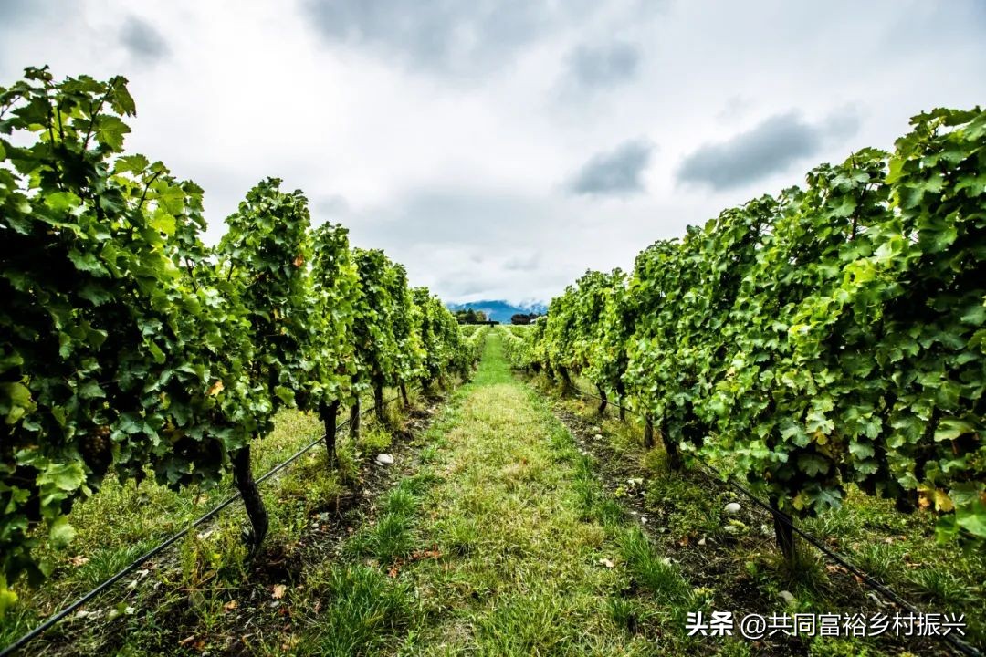 以数字经济助力乡村产业振兴案例,基层党建引领乡村振兴主要案例