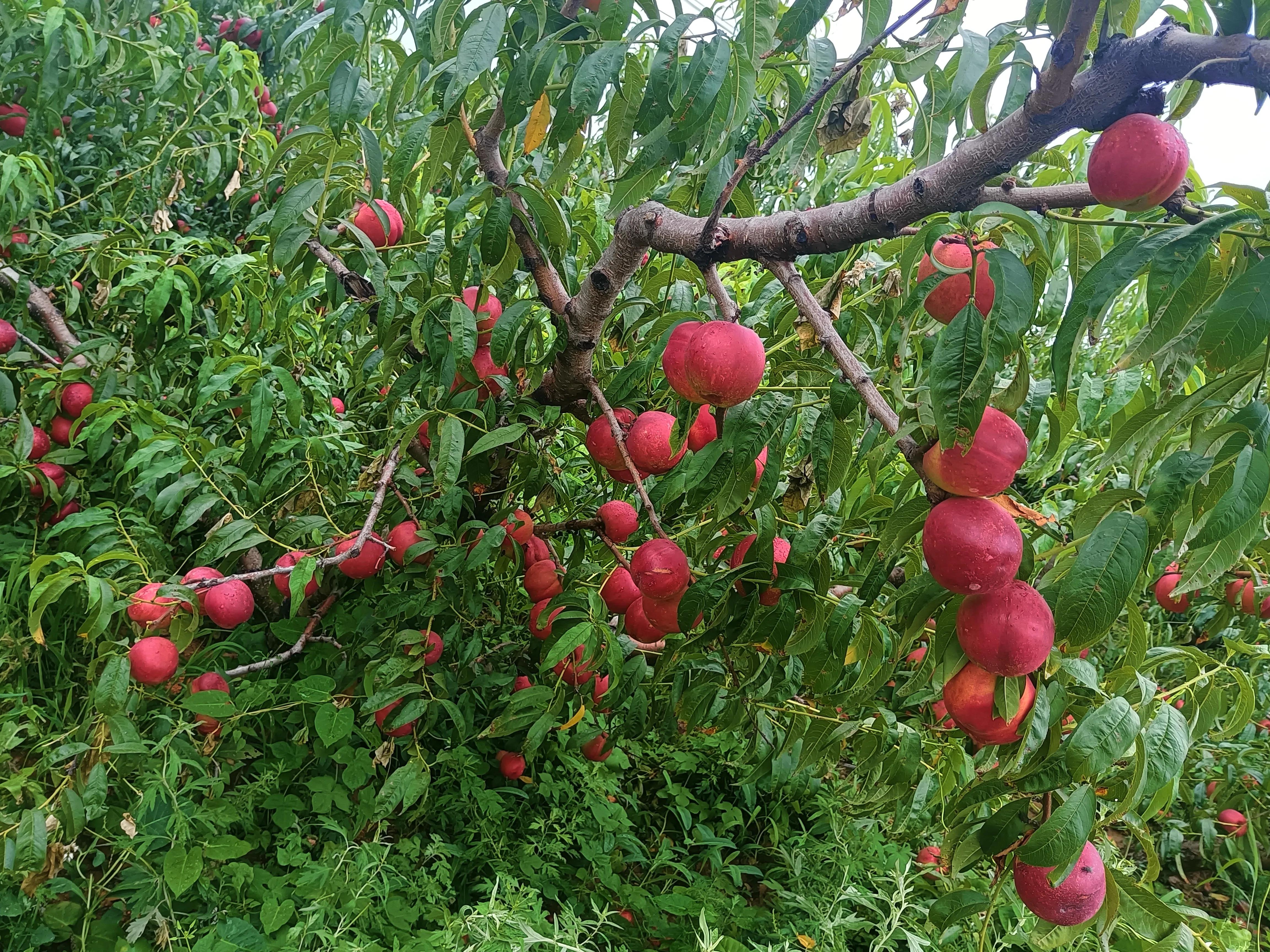 知行合一，简单的美好，仙浴湾、西中岛、金普新区行记