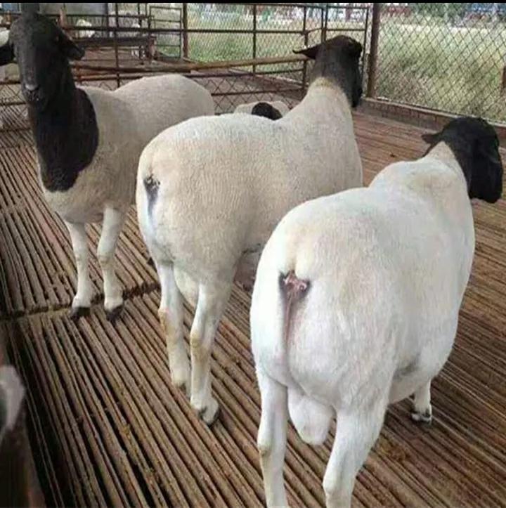 黑头杜泊绵羊的养殖方法,黑头杜泊绵羊养殖基地