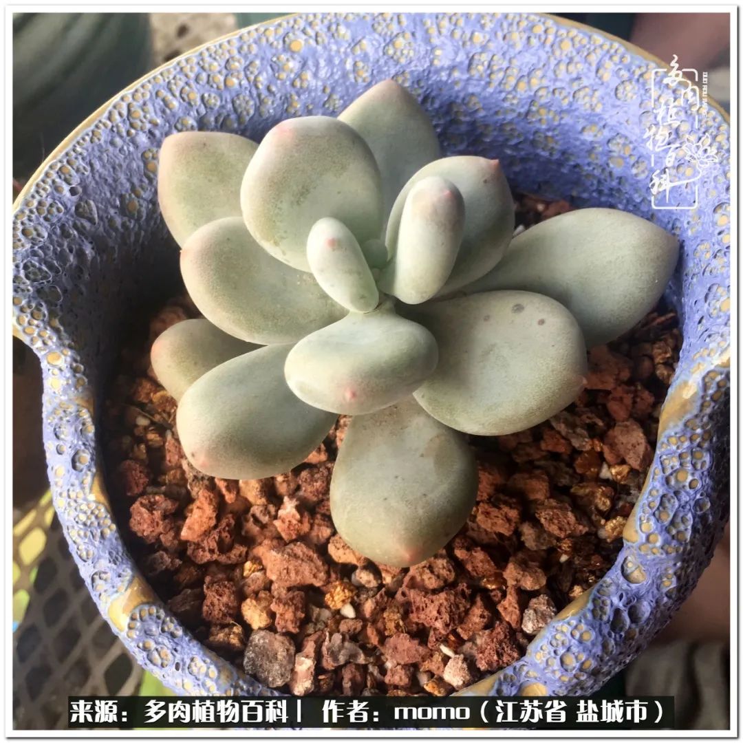 露养一个月的多肉图片,露养多肉春天外面过夜么