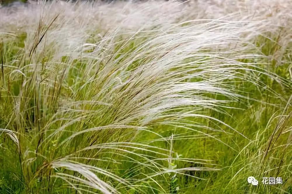 花园适合种的植物,在花园种植哪些植物比较适合