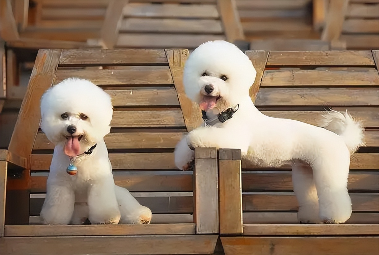 最有灵性的狗狗排名有你家狗狗吗,十大最适合家养的狗狗排行榜