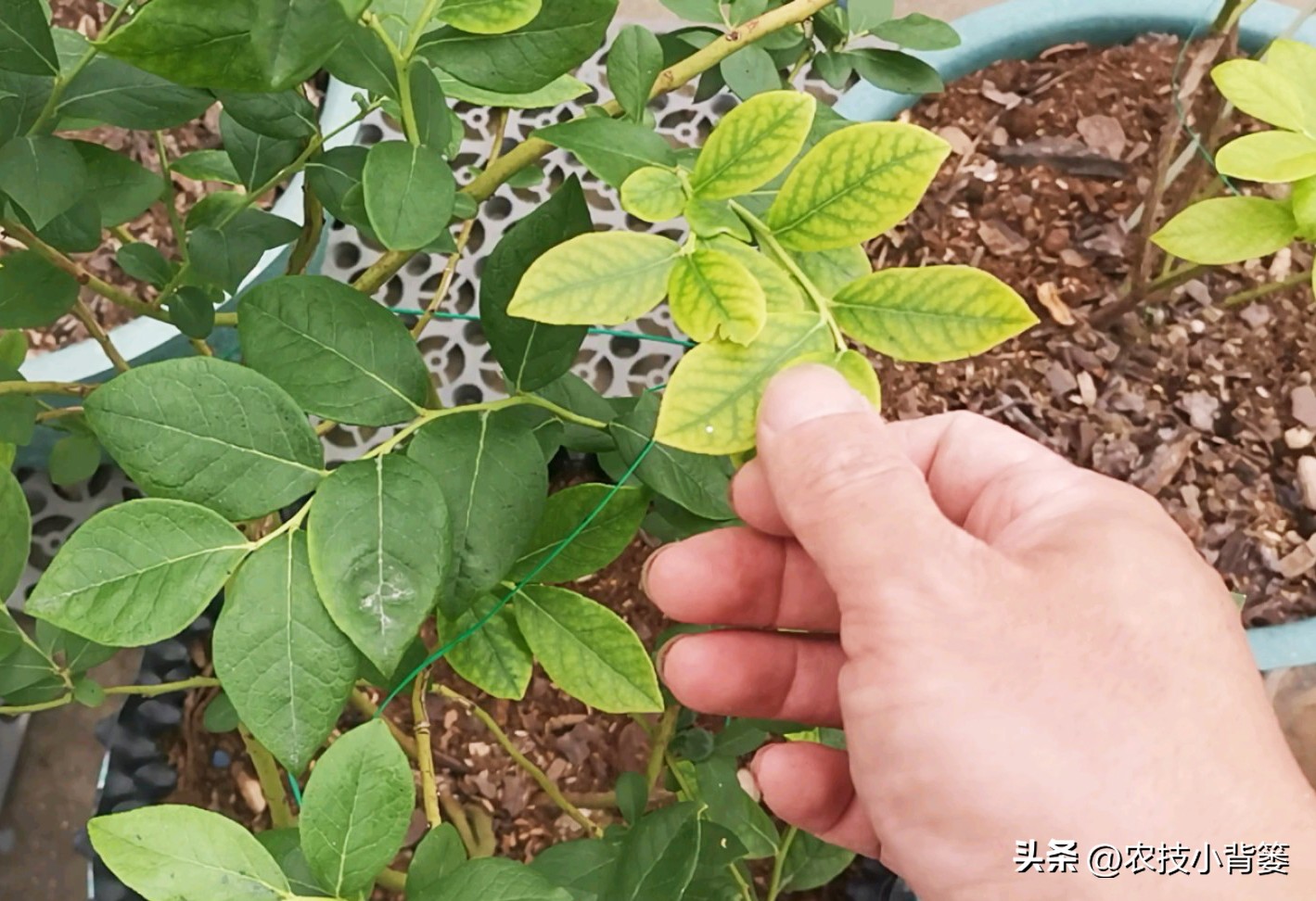 蓝莓黄叶几个月了还有救吗,蓝莓叶脉失绿发黄怎么办