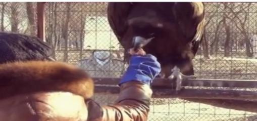 辽宁男子救助秃鹫,沈阳救助秃鹫