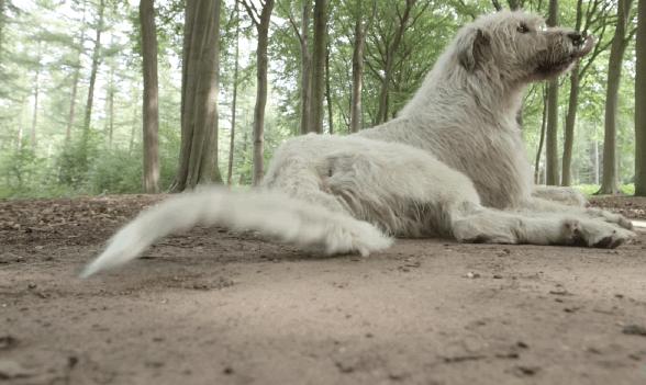 世界最大的狗要多少钱一只,世界上最大的狗狗排行榜第一名