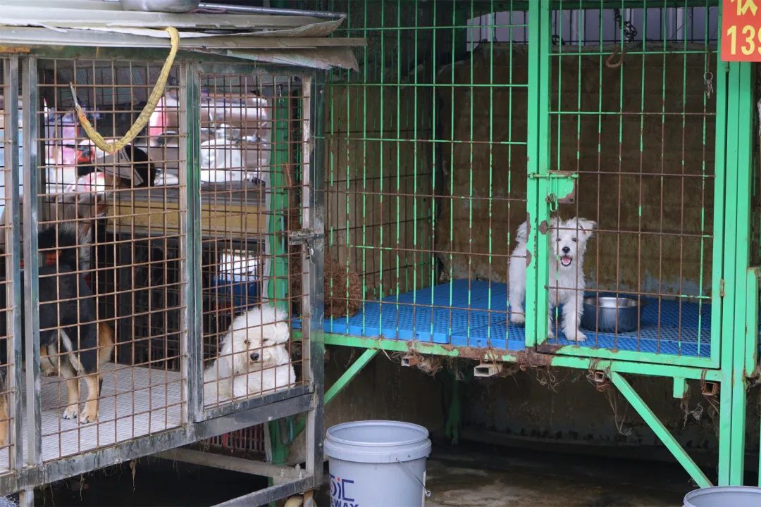 三联鸡鸭市场在哪里,三联市场家禽