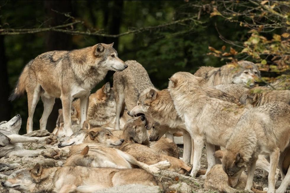 狼群中只有狼王有交配权,那么到了发情期其他的狼怎么办?