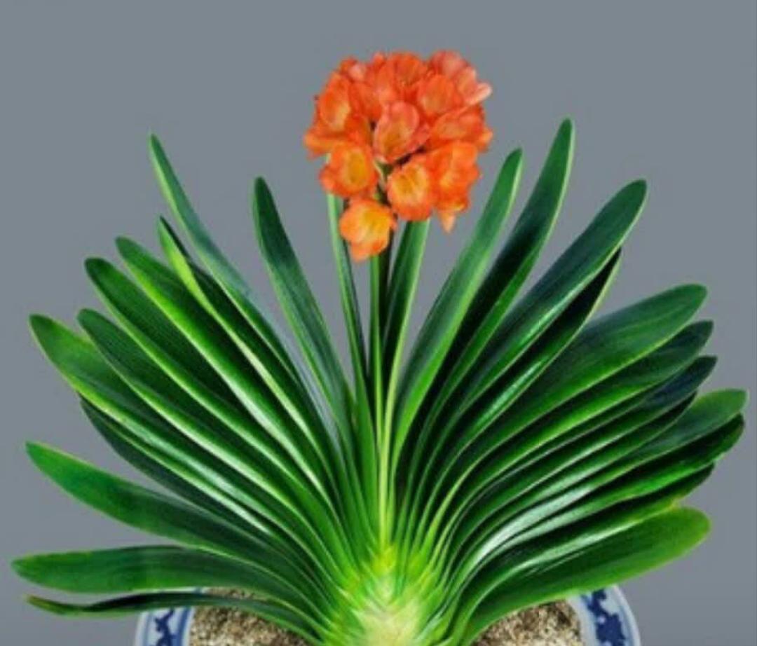 6种年宵花现在买最省钱,年宵花怎么养才旺财