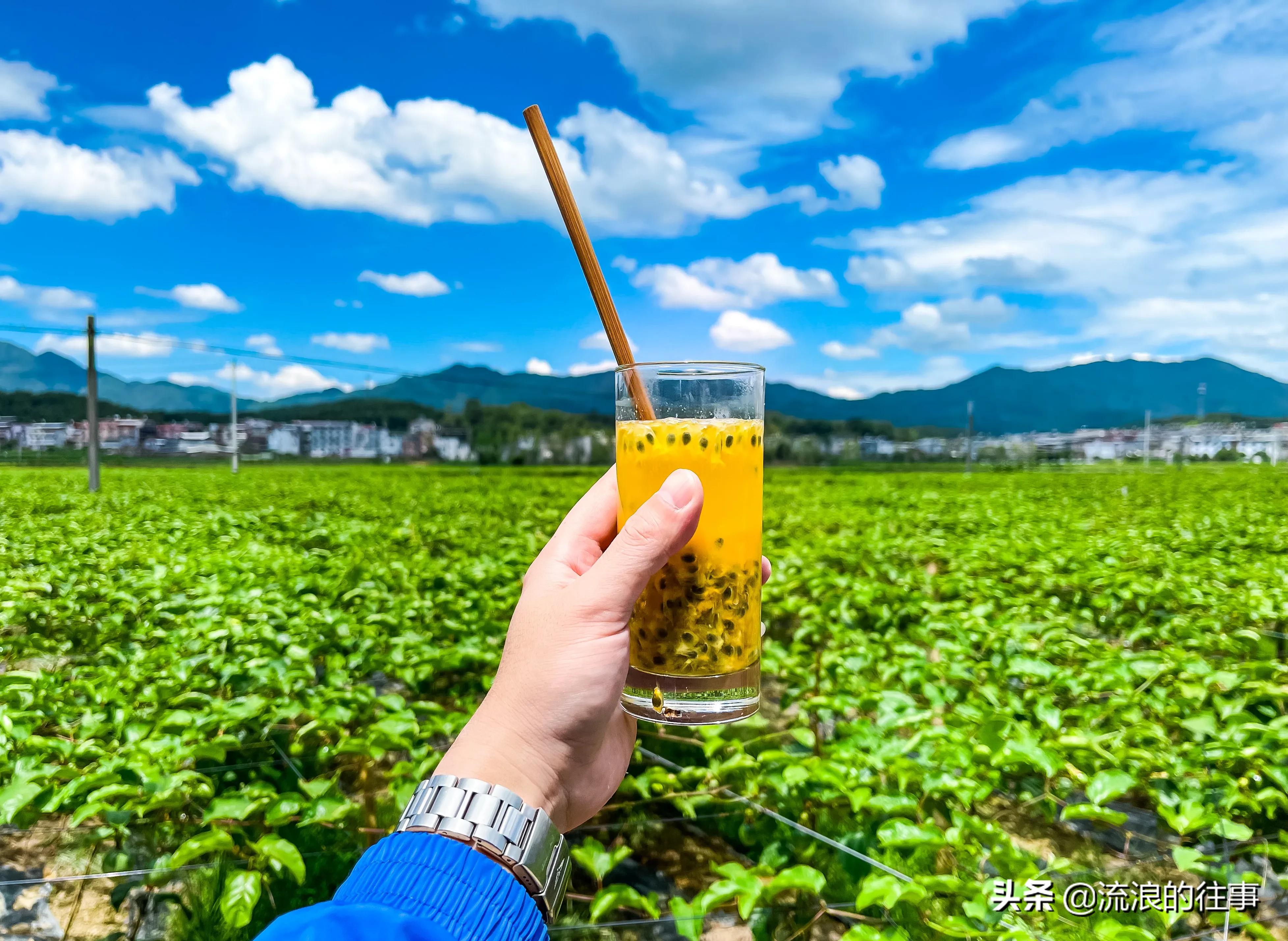 当下黄金百香果最好的品种是,日本黄金百香果什么品种好