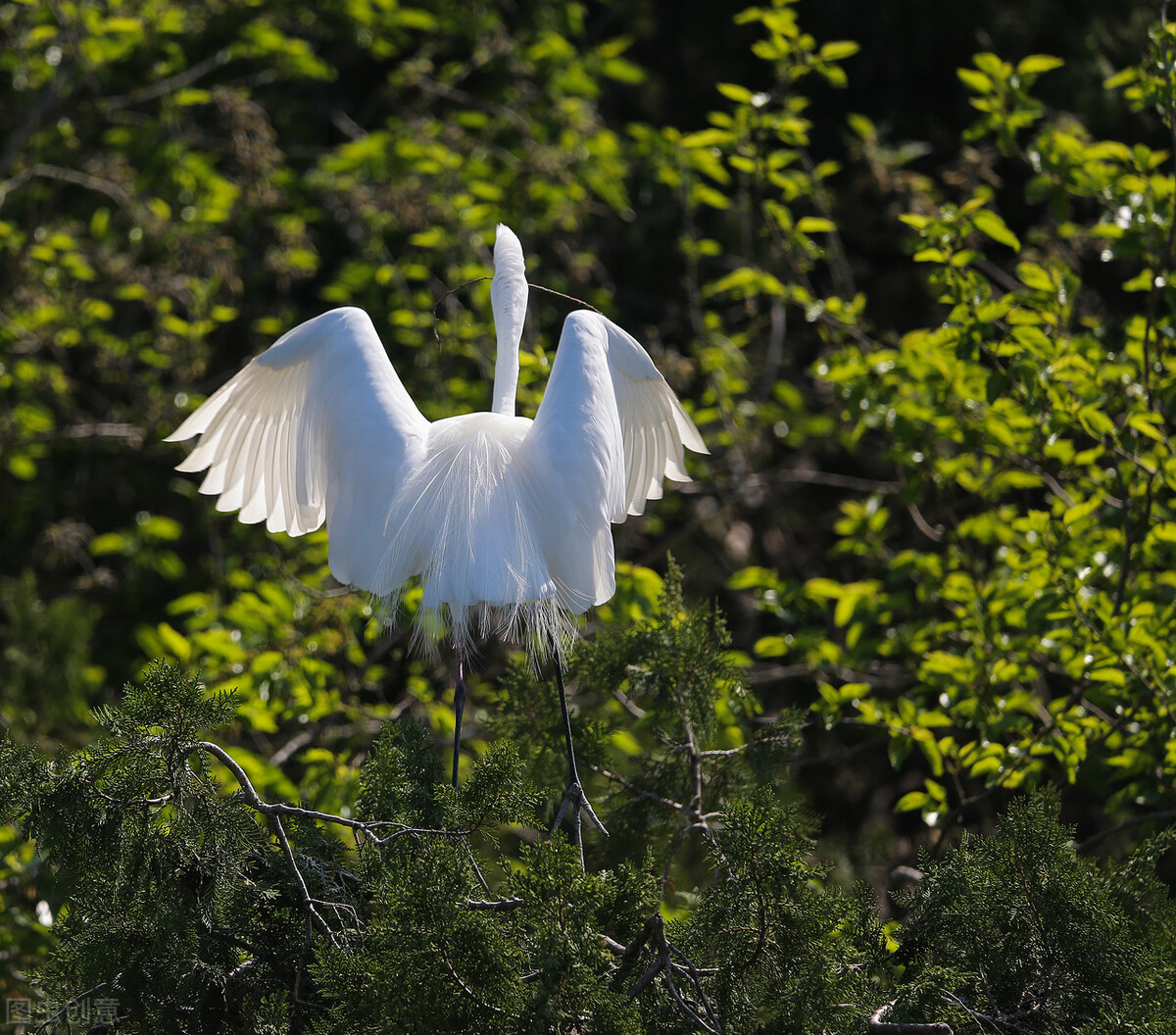 历代咏白鹭的古诗词,咏白鹭古诗意境