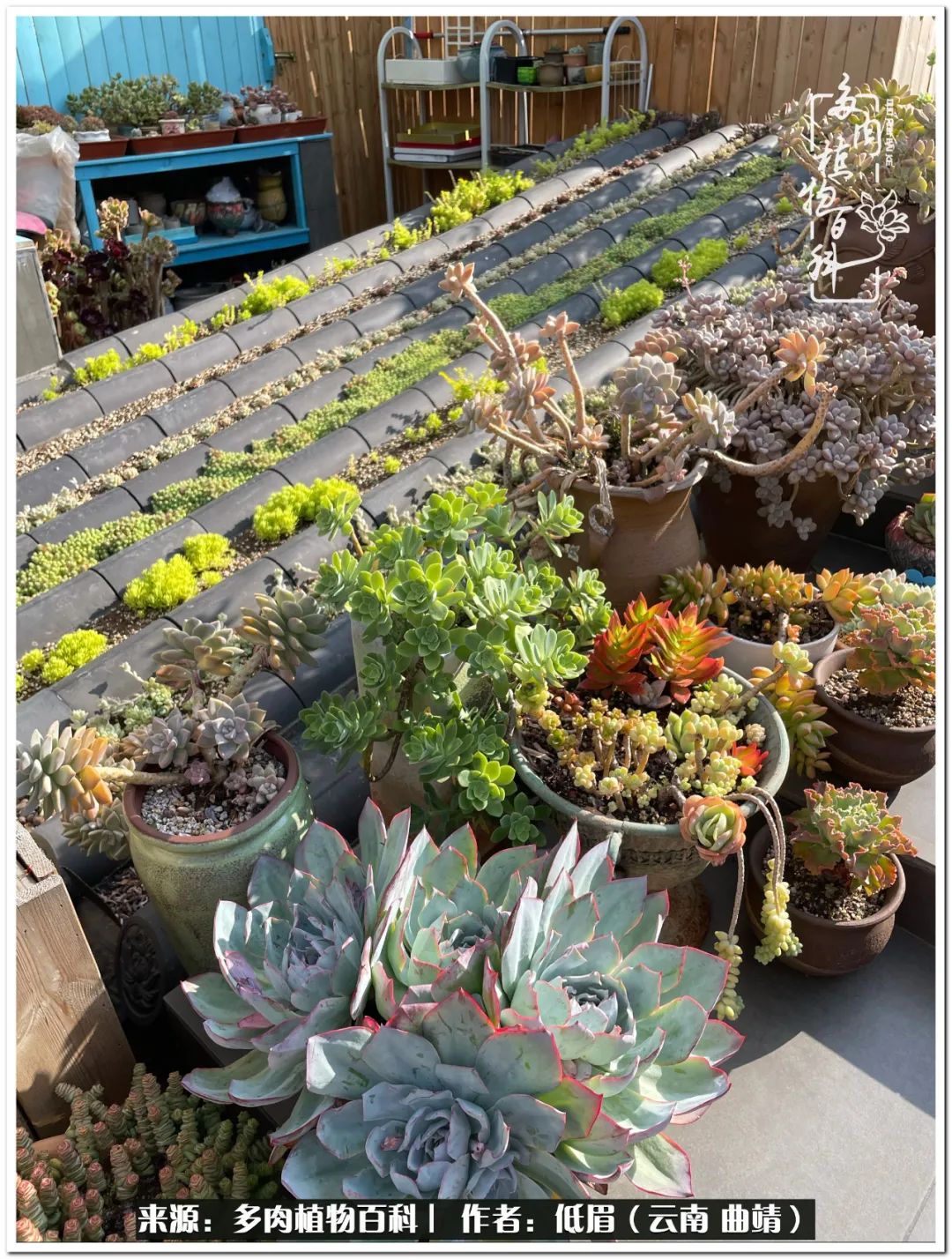 养了七年多肉,养了八年的肉肉终于开花了