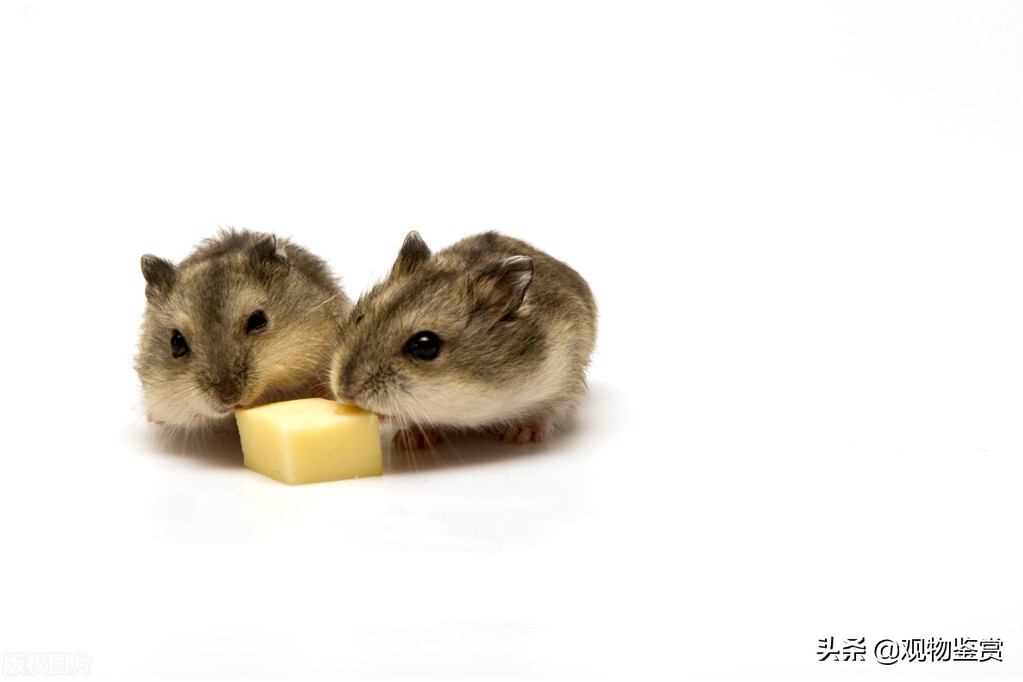 仓鼠是很可爱吗,仓鼠很可爱怎么办