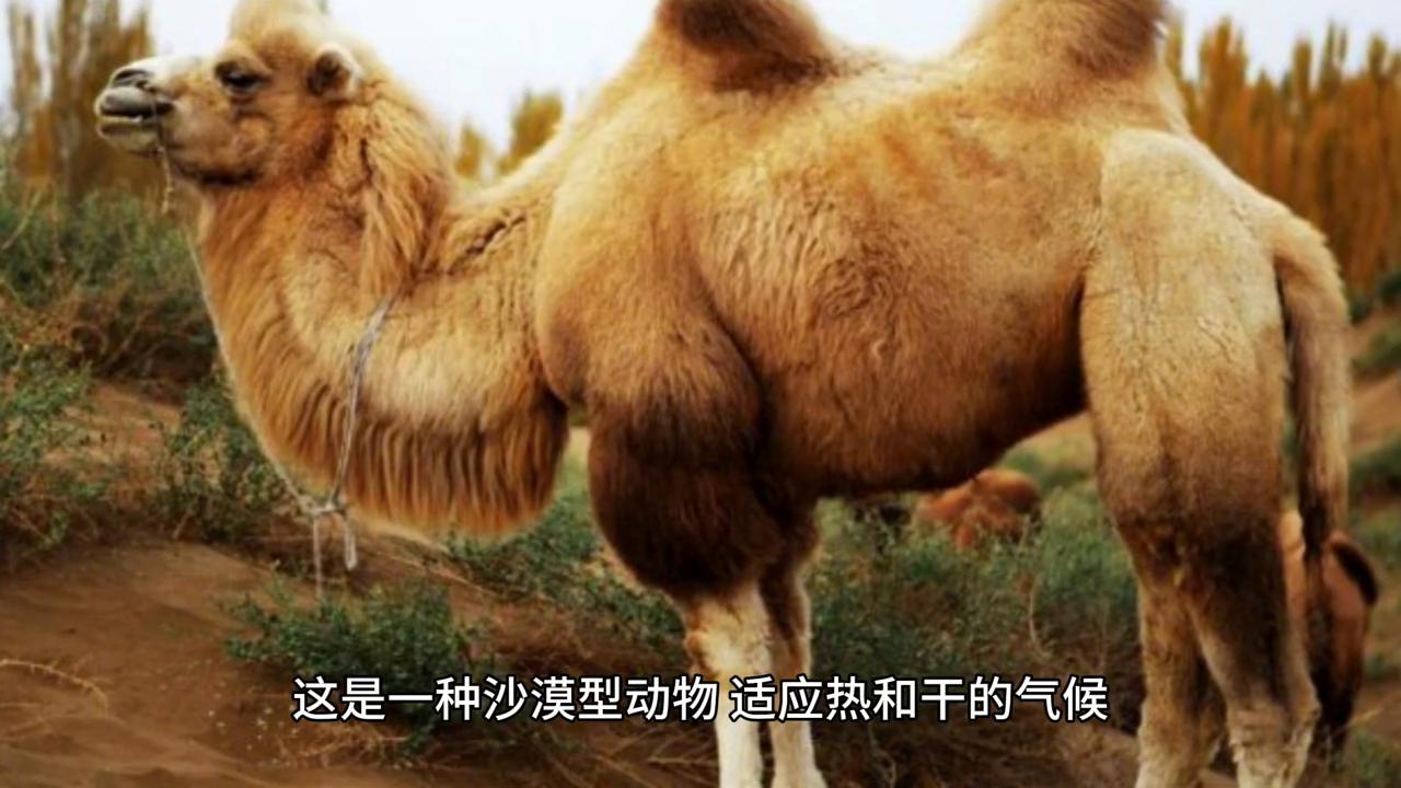 陆龟苏卡达幼龟,陆龟苏卡达和赫曼哪个好