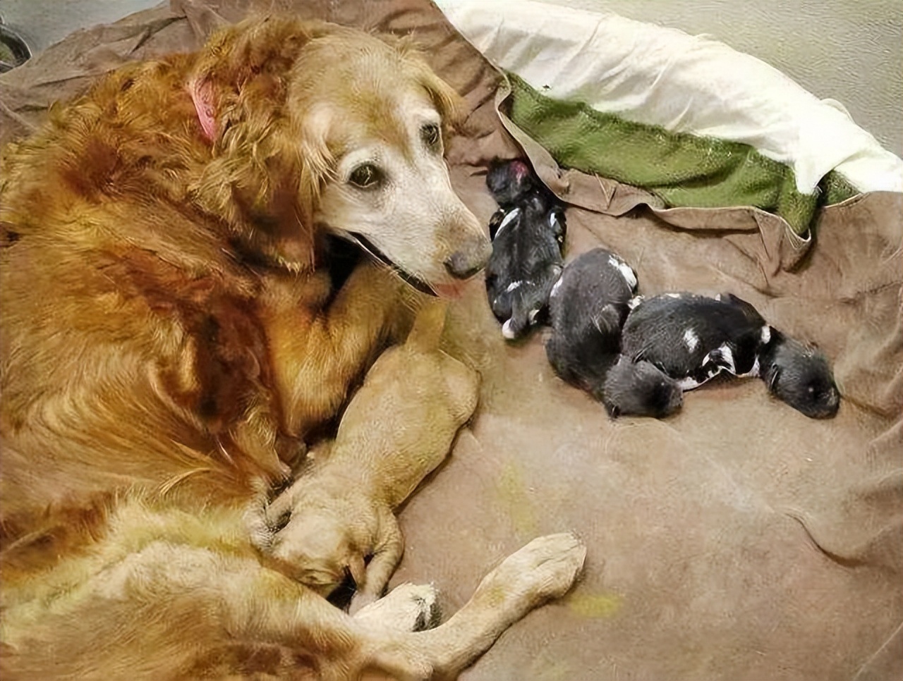 宠物狗怀孕做什么检查,宠物狗怀孕40多天了需要准备什么