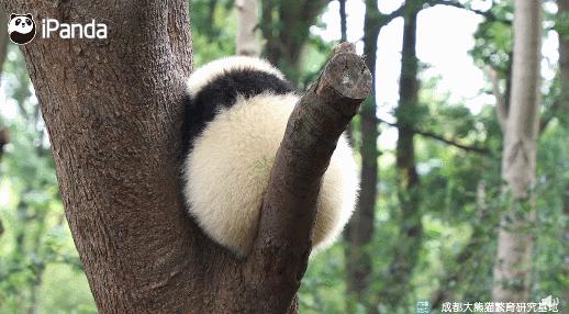 外国人有多喜欢大熊猫?斥巨资给熊猫造宫殿,总理机场亲自迎接