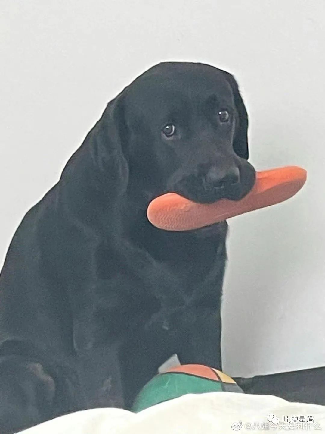 “男友花4200买Prada绿帽子？”网友笑疯：爷可以免费给别人戴