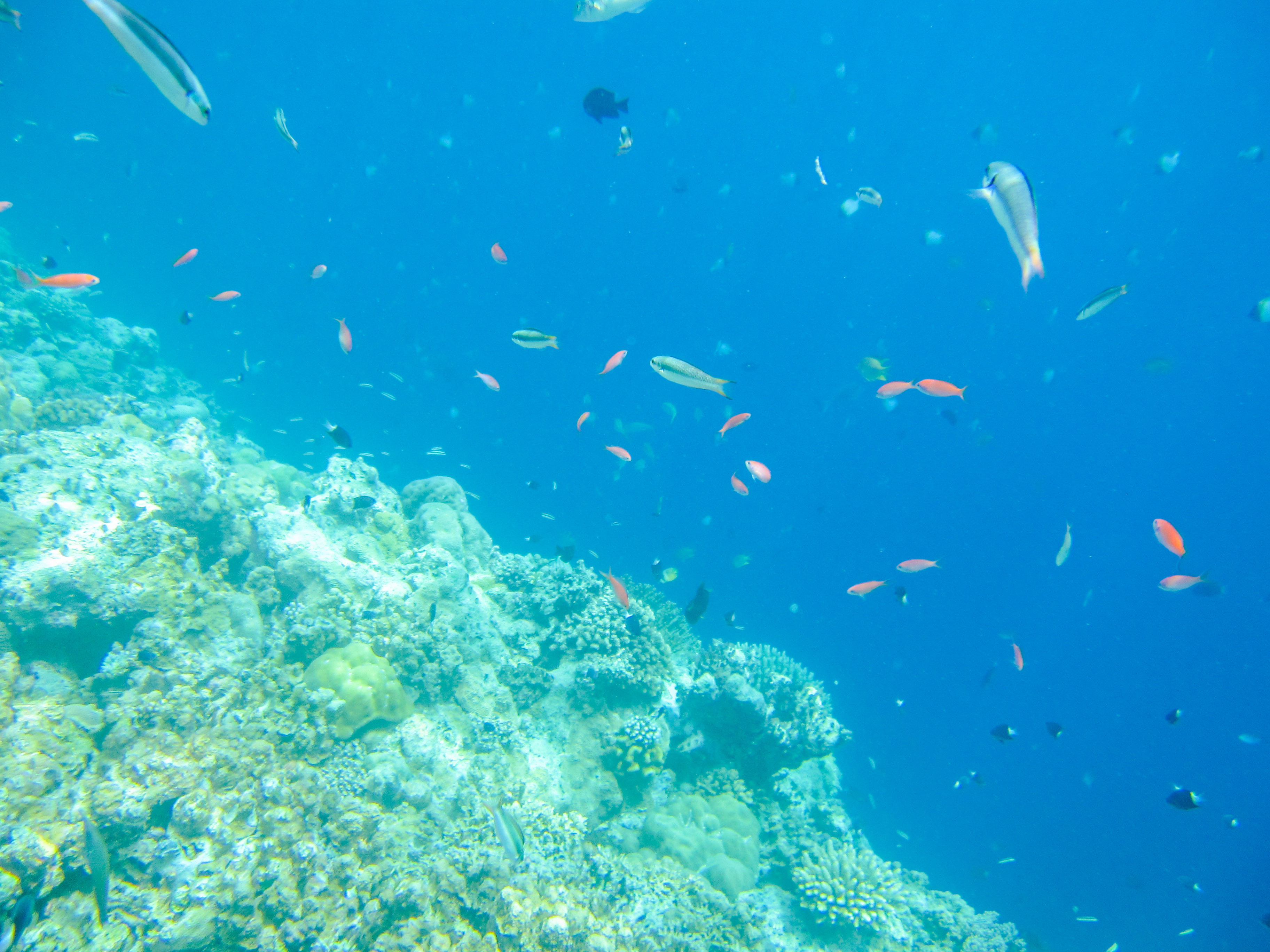 孤悬在太平洋上的岛国，帕劳，人生最值得一去的旅游目的地之一
