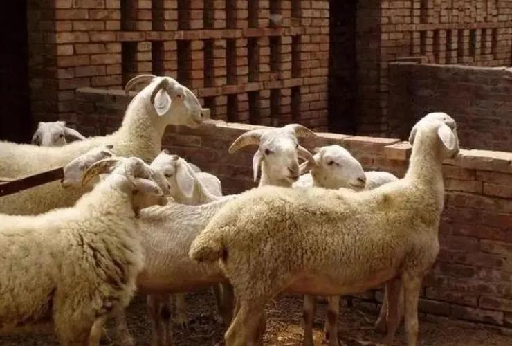 羊不反刍怎么办吃什么药好,羊不吃食不反刍没精神怎么治