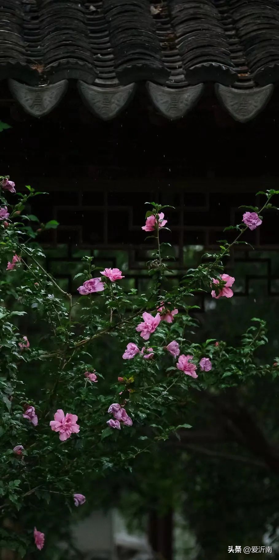 鏈ㄦЭ鏌旂殑灏忚,鏌旂矇绾㈠績閲嶇摚鏈ㄦЭ淇壀