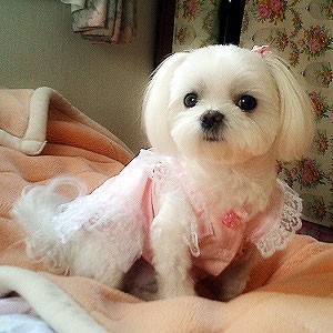 狗狗总是半夜叫唤哼唧哼唧怎么办,狗狗老是半夜叫怎么回事