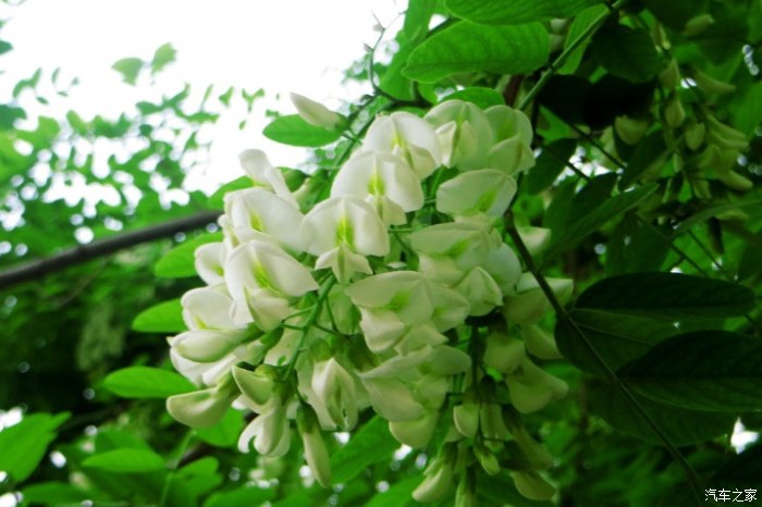 带花和带雨字的诗句,带雨的古诗词经典唯美名句