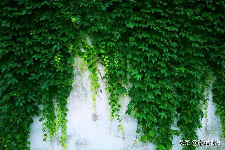 苏清闲说｜爬山虎的力量