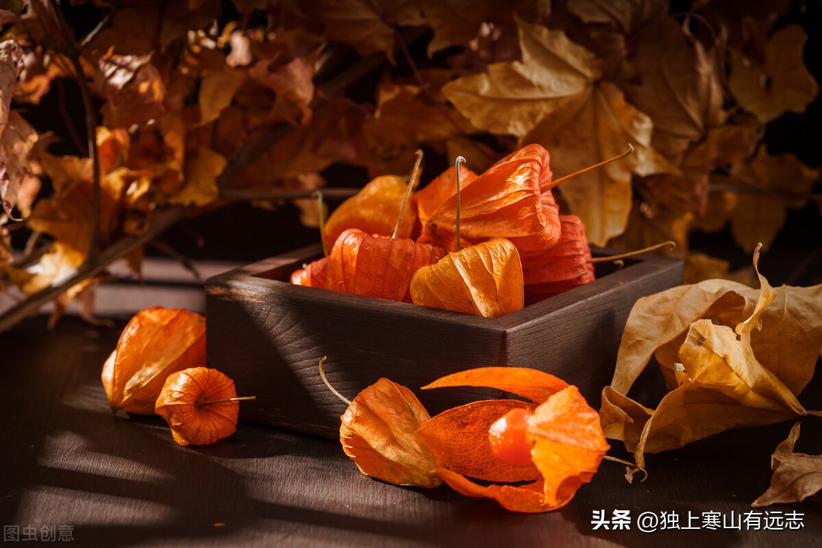 伸筋草祛风湿强筋骨,伸筋草外洗的奇效